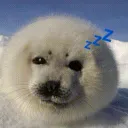 ୭ ˚  🦭 ◞ ̑̑  #6IXSEALS