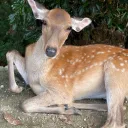 鹿のサーバー/The Deer Server