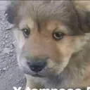Los soberbios
