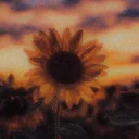 🌻♡Lil Sunflower♡🌻 discord icon