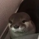 ﹒faedom Discord Server Icon