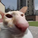 𝕻 𝖊 𝖗 𝖘 𝖆 𝖘's icon