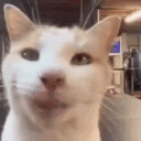 Carson's Cat Perch Discord Server