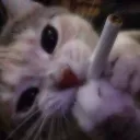 yukis paradise's icon