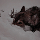 Beyond The Ice