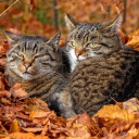 Cat Cave