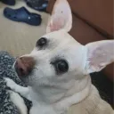The Sirrver