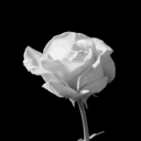 🥀Dark & Cozy nights🥀 Discord server icon