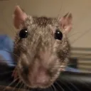 The Rat Cage
