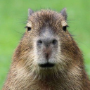 Capybara Emoji Server