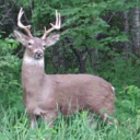 The Hunting Party Discord Server