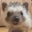 Hedgehog fanclub Discord Server Icon