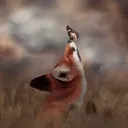 EarthFox