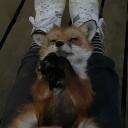 EarthFox icon