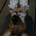 EarthFox