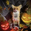 EarthFox