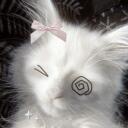   Spoopy’s Kitty Cafe   Discord Server Icon