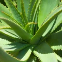 Aloe Vera VA - A Gacha Series