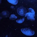  Veil  social  icons  Discord Server Icon