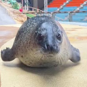 𝚛𝚊𝚌𝚝𝚎𝚛