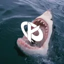 KC_REQUIN_BLANC
