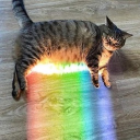 PRIDE! Cat Cafe Server Icon