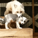 The Fox Den ʳᵉᵛᵃᵐᵖᶦⁿᵍ Discord server icon