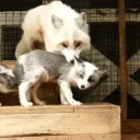 The Fox Den ʳᵉᵛᵃᵐᵖᶦⁿᵍ