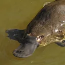 The Burrow