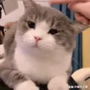 the cat community || stickers, emojis, connect