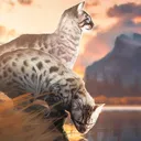 Felidae