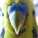 DoomBudgie Cinematic GamingVerse