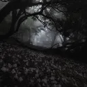 Zal’s Forest
