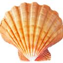 Warriors: Distant Shores Discord Server Icon