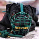Reactive Dog Support+