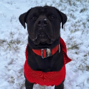 Reactive Dog Support+