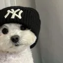 Shibal