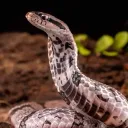 Colubrid & Colubroid Powerhous... Discord Server Icon