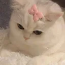 WildCat • Cats • Emojis • Stickers
