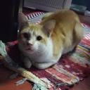 Meaow Universe
