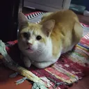 Meaow Universe server icon