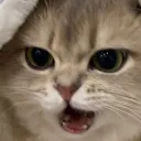 貓貓貓