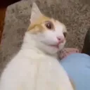 René