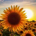 Sunflower Fields