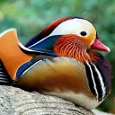 The Quack House