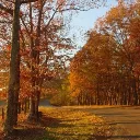 Aromantic Autumn