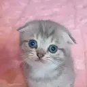 Emelie free zone Discord server icon