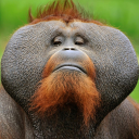 The Monkey Bin
