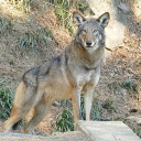 Evergreen Woodland pack (Canines only)
