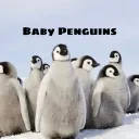 Baby Penguins